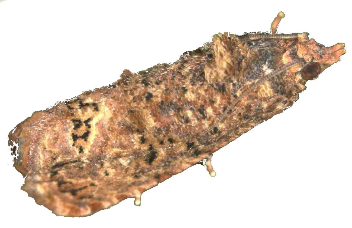 Sex lure trap controls pest causing rejection of chilli in export markets