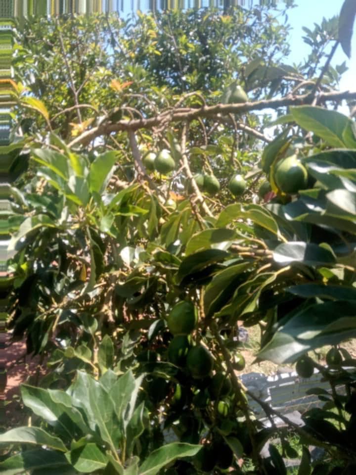 Unskilled avocado picking driving Kenyan fruit rejections