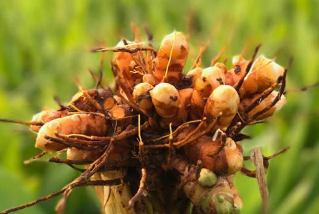Business smart farmer banks on crop with long shelf life, easy value addition