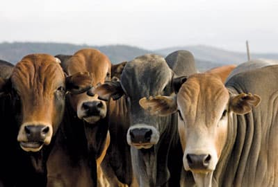 Electronic tracking chip stems cattle rustling