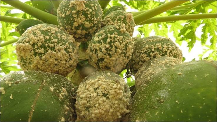 CABI study reveals efficiency of parasitoids in fight against deadly papaya mealybug