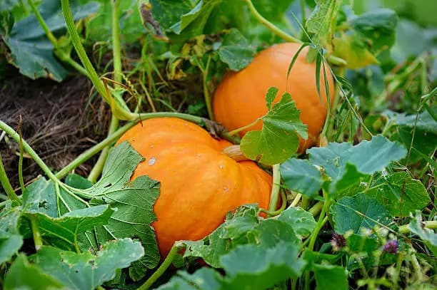 How Long Do Pumpkins Take to Grow