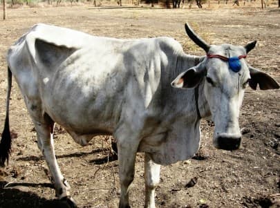 Livestock researchers use gene editing to eradicate sleeping sickness