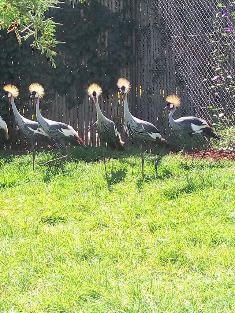 Karen garden turns ornamental bird breeding farm to tourist attraction
