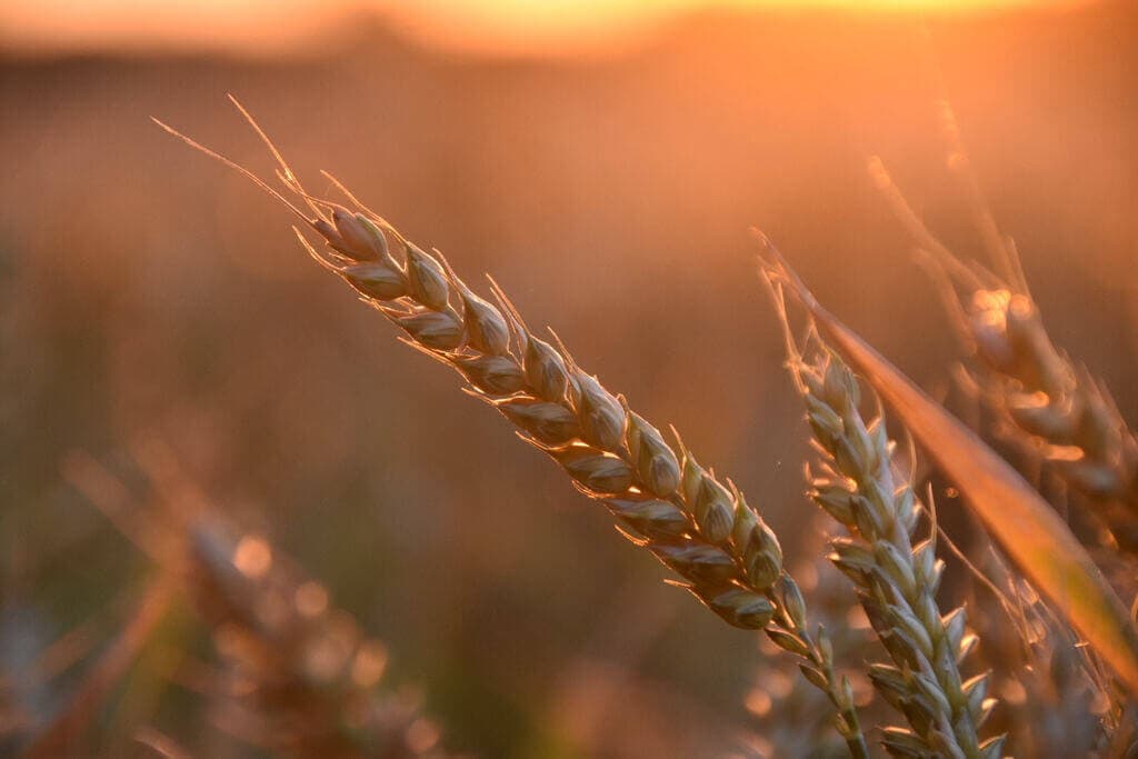 Markets: Local wheat prices to rise 40% on limited supplies, as imports fall