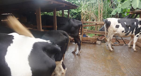 County government initiative to save residents from 80 per cent milk deficit
