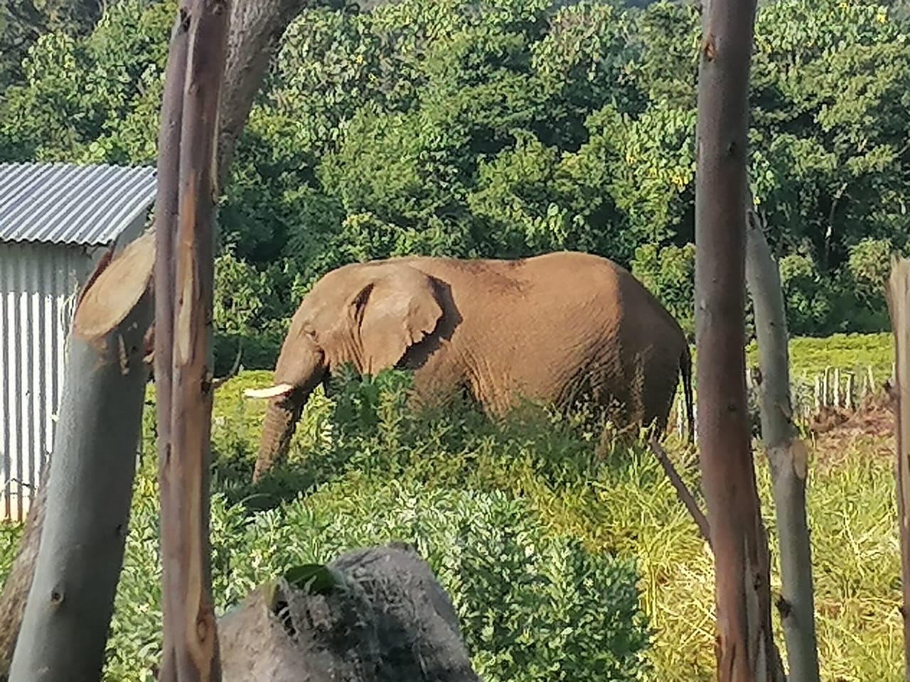 A stray elephant kills nine-month-old child in Kiboko