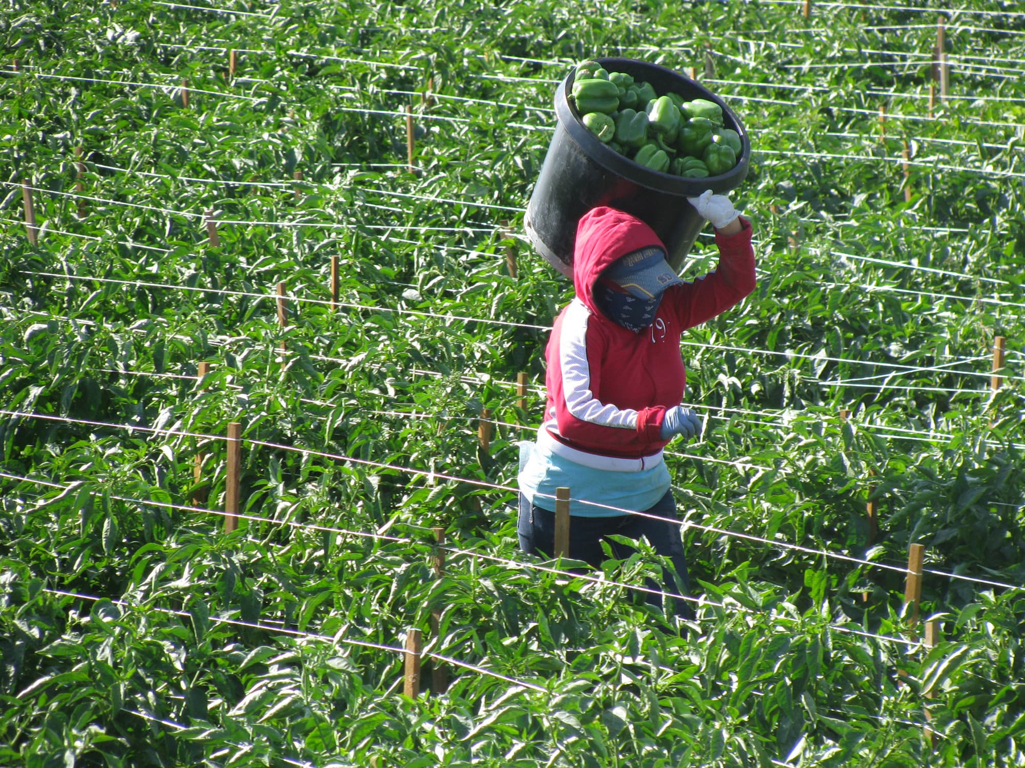 Bell pepper farmers to make Sh1.3m per acre in 75days with a new variety