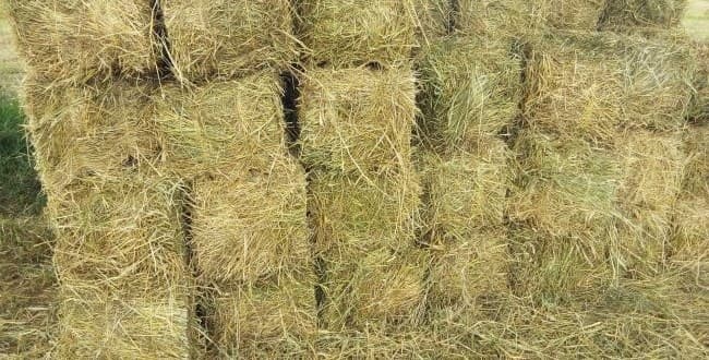 Government asks farmers to grow more hay for export to Djibouti market