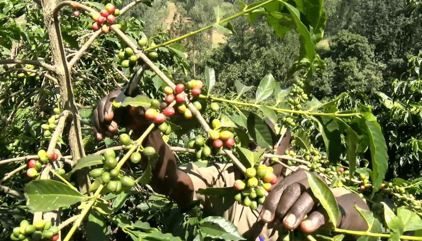 Coffee farmers encouraged to embrace modern farming techniques