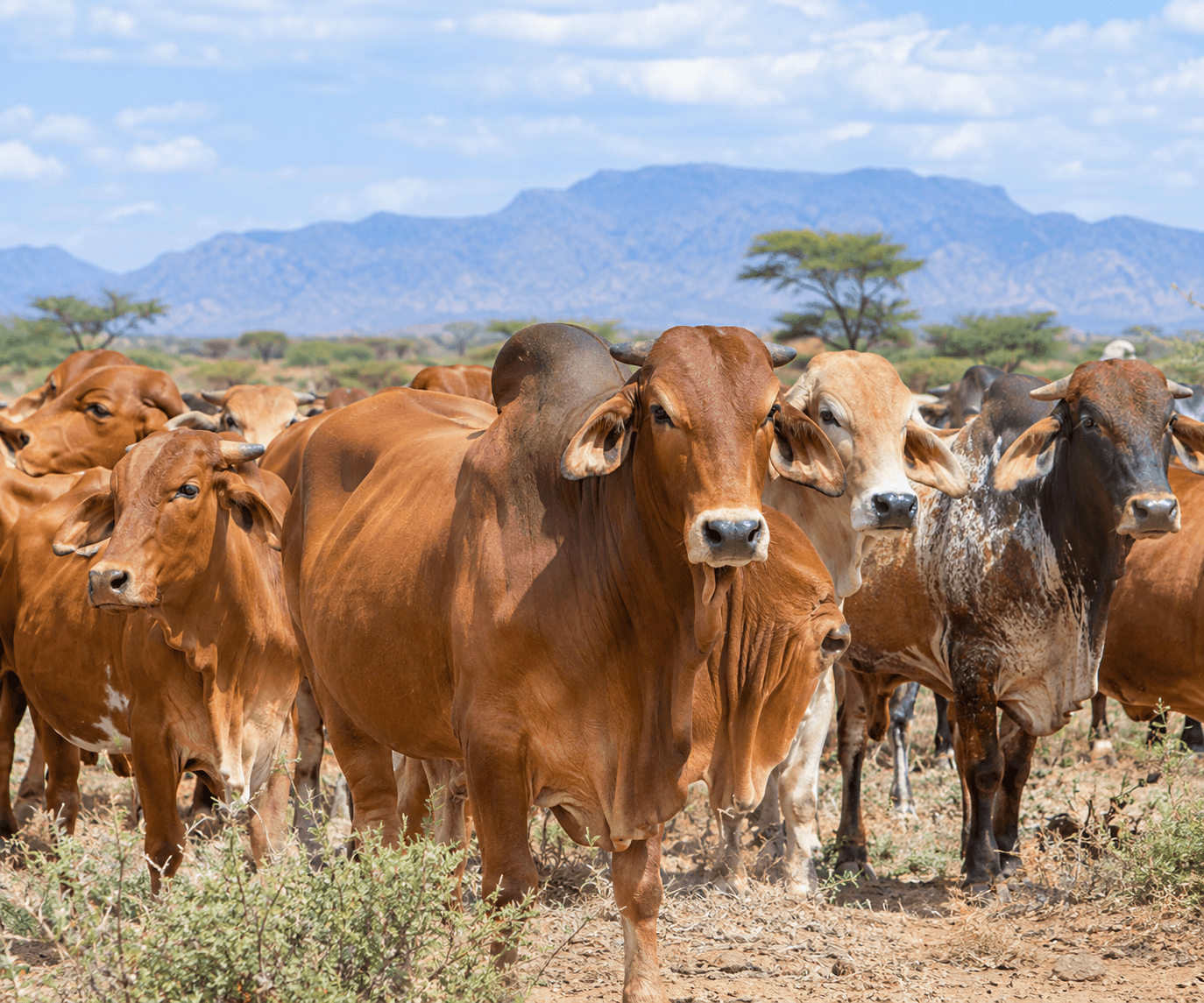 Farmer turns dry Laikipia land into beef goldmine selling up to 100 cattle per month