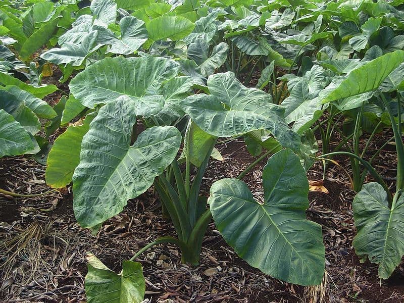 Youth earns Sh150,000 a season from arrowroot farming after abandoning maize production