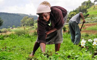 Western farmers guard cultural identity with indigenous crop cultivation