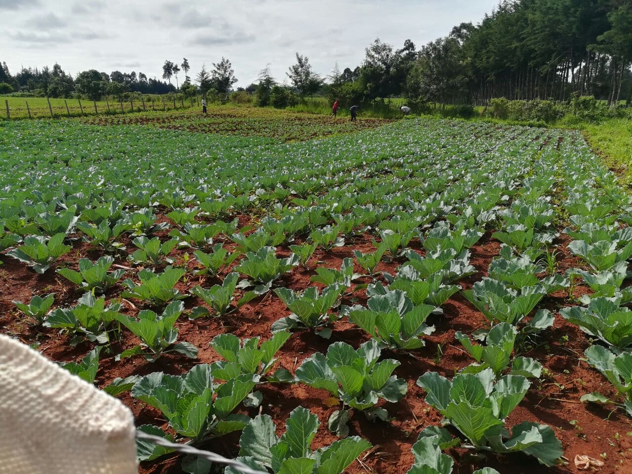 Uasin Gishu farmer who dumped maize for vegetables does not regret