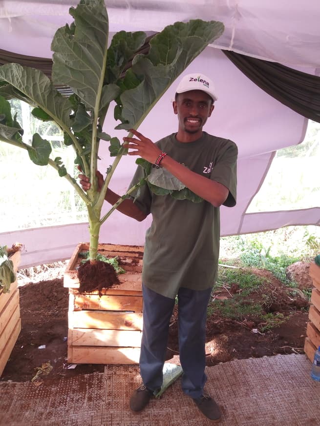 Hardy Siberian kale (Sukumawiki) variety cultivars available for Kenyan farmers