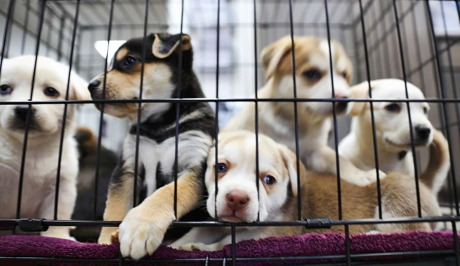 KSPCA Mombasa Faces Urgent Relocation After Bamburi Cement Lease Termination