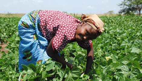 Two months maturing beans released for Western Kenya
