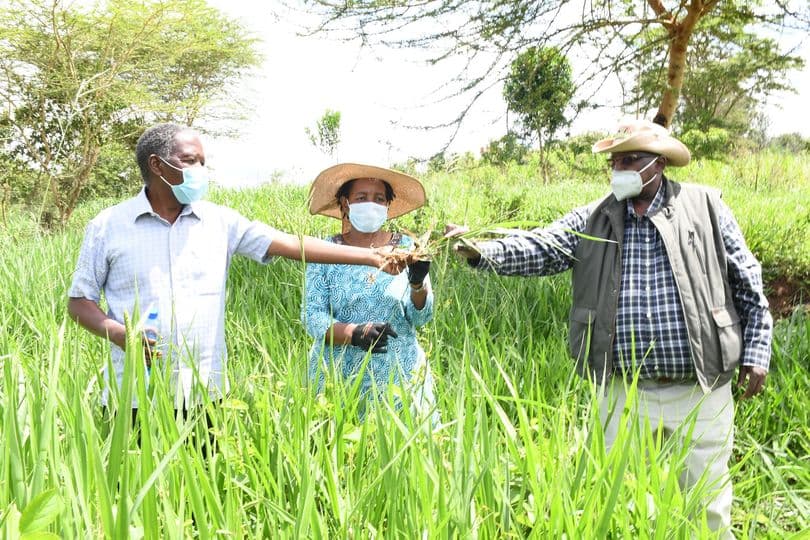 KALRO commercializes grass varieties that increase milk by 15 to 40 %