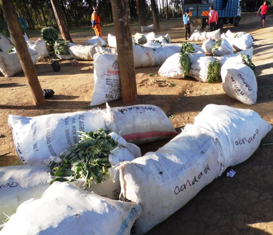 Supplier makes over Sh50,000 weekly as demand for vegetables surges