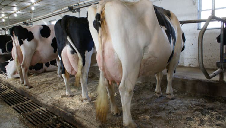 Dairy farmer making Sh700K profit monthly shares secrets to high milk production