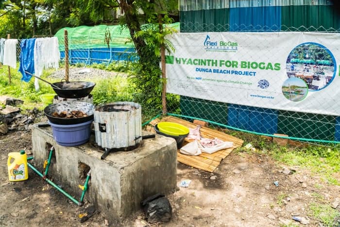 Graduate develops biofuel for household cooking from water hyacinth