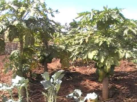 Kiambu farmer turns his love for fruits into a money minting venture