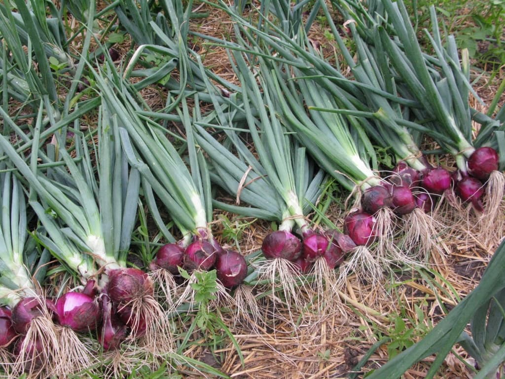 Saleslady ventures into Onion farming to diversify her income