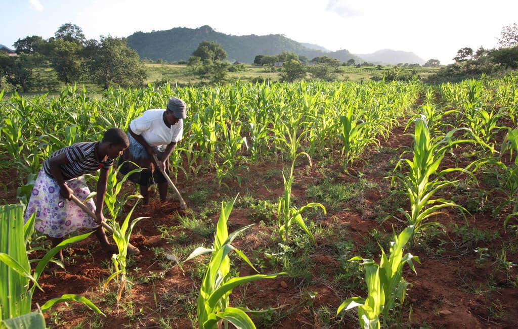 Bungoma farmer increases maize yield 15% planting one seedling per hole