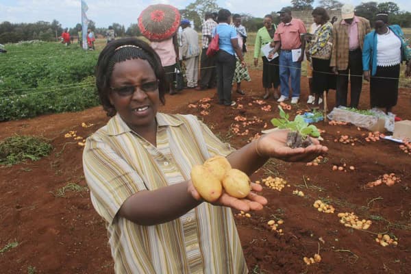 Ministry of agriculture developing new technology to offer quality potato seeds