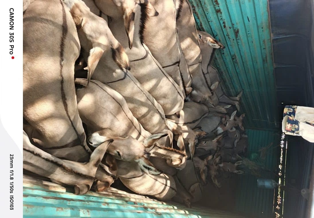 Two arrested in Garissa after police intercept 66 donkeys suspected to be stolen