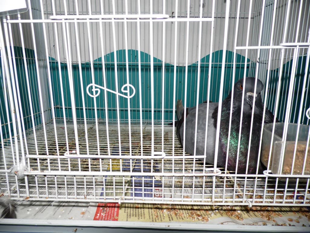 Farmer turns dove pets into agribusiness