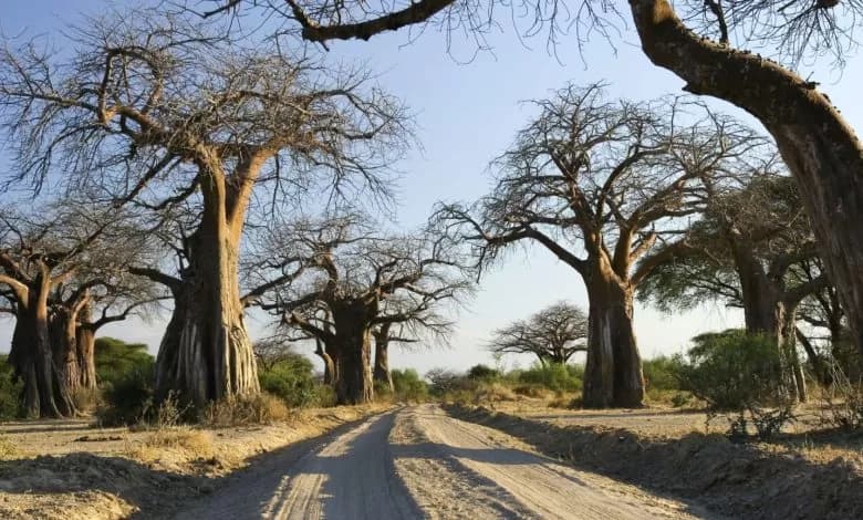 The Multibillion Iringa-Msembe Road Project