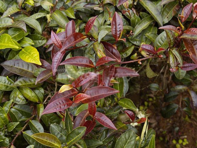 Researchers decry dismal uptake of purple tea