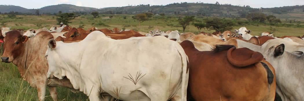 Global animal health company to provide East Africa farmers with affordable high-quality veterinary products