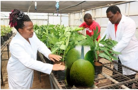 New crop rolled out with potential to end hunger in East Africa