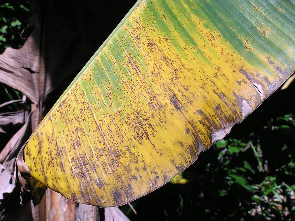 Farmers’ Friend: controlling yellow sigatoka (yellowing disease) in bananas