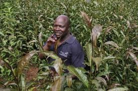 Purple tea to end farmers’ agony as black tea prices fall