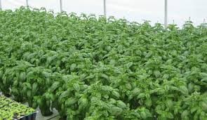 Fortune beckons for Kirinyaga herbs farmer after abandoning dairy