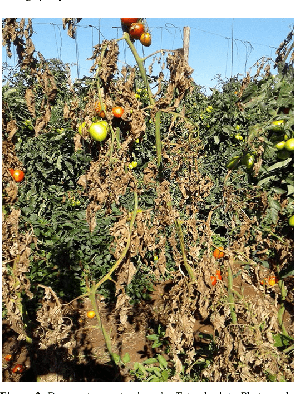 ICIPE releases wasp to control Tuta Absoluta pest that causes 100% tomato damage