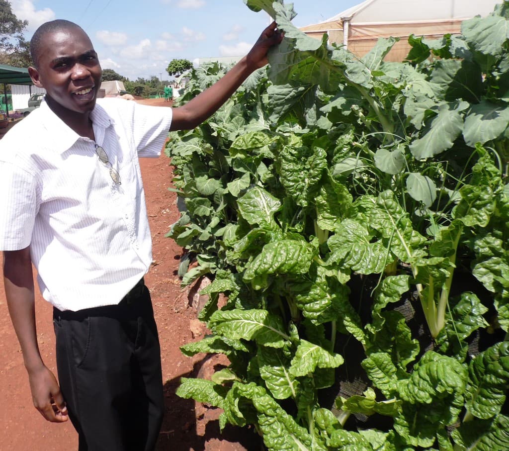 Biological pest controls organically cut 50% in vegetable losses