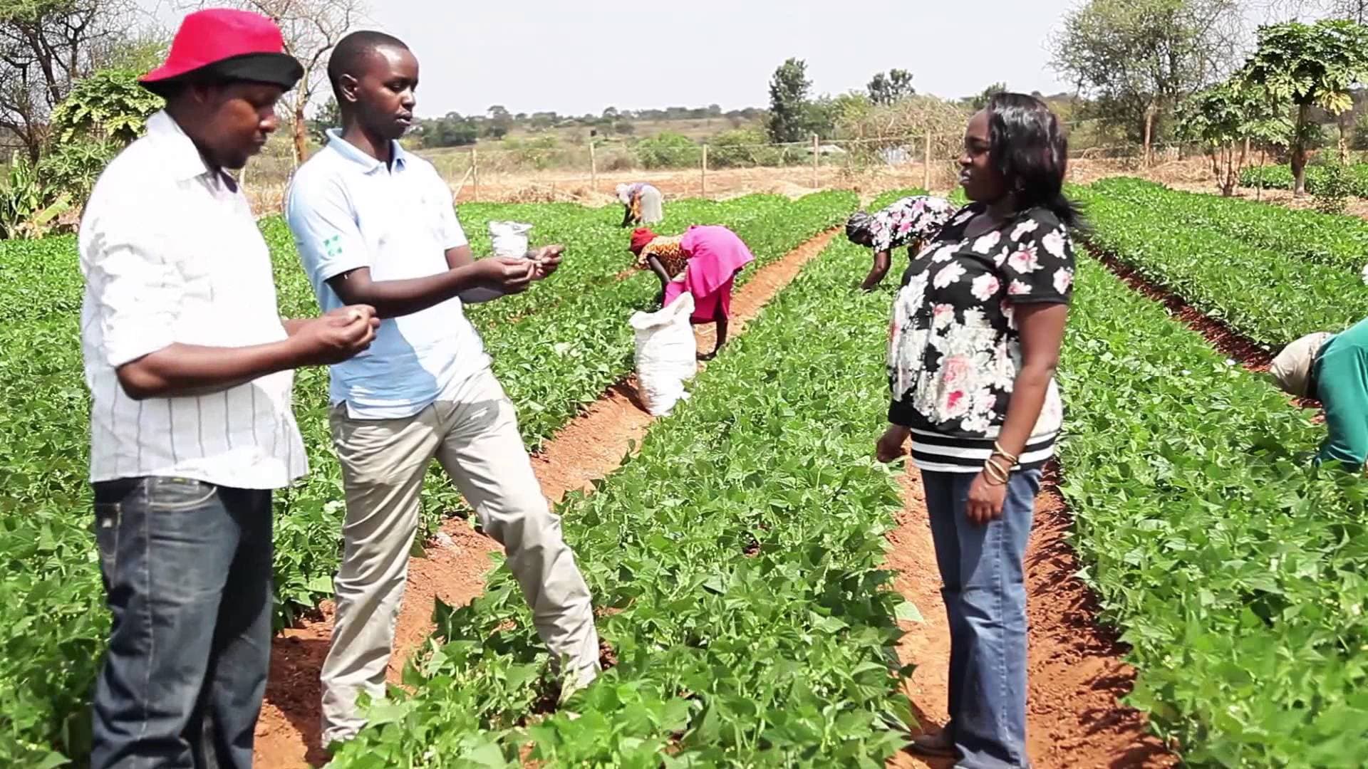 Exporter looking for farmers to grow French beans and Passion fruits