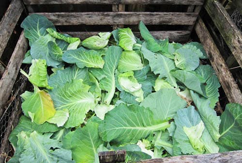 Casual labourer increases his wages by selling cabbage wastes