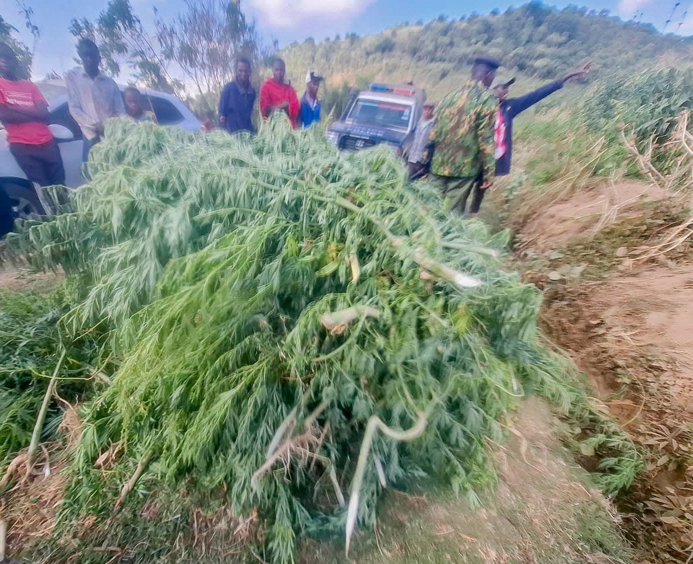 Police uncover cannabis plantation hidden inside maize farm in Nakuru, suspect arrested