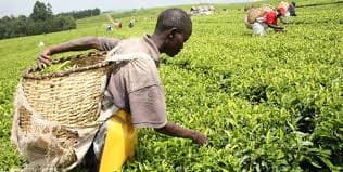 JusTea assist tea farmers increase earnings by 20 percent