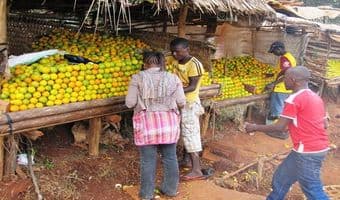 Farmers turn to fruit farming to maximise incomes