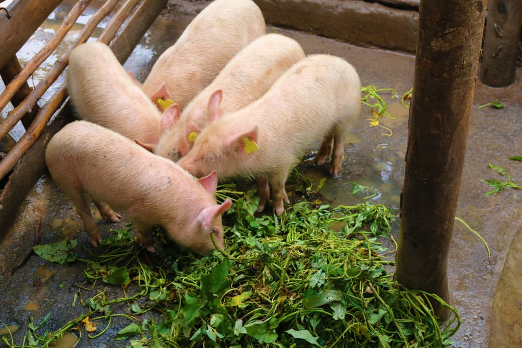 Side hustle in pork earns Mark Kimani Sh26,000 per pig