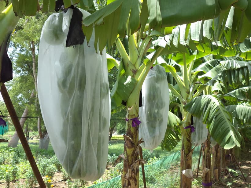 More effective crop covering material than polythene bags introduced in Kenya