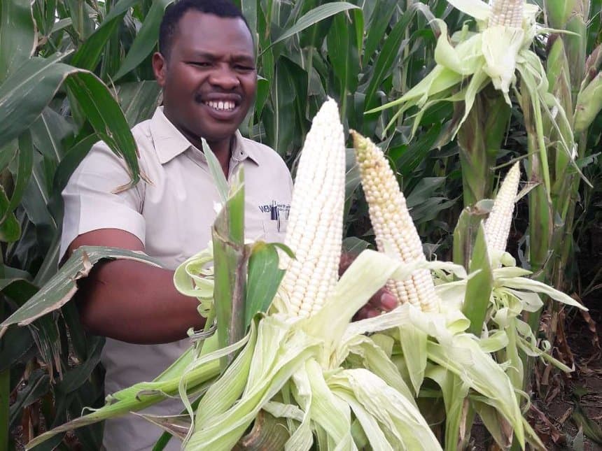 Kenya looking to commercialise GMO maize; doubling production