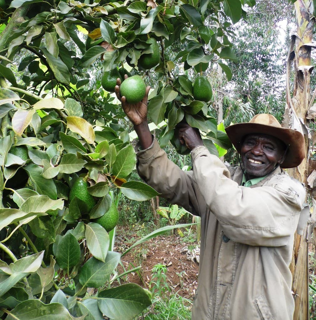 Exporter to abandon pineapples for avocados targeting high profit