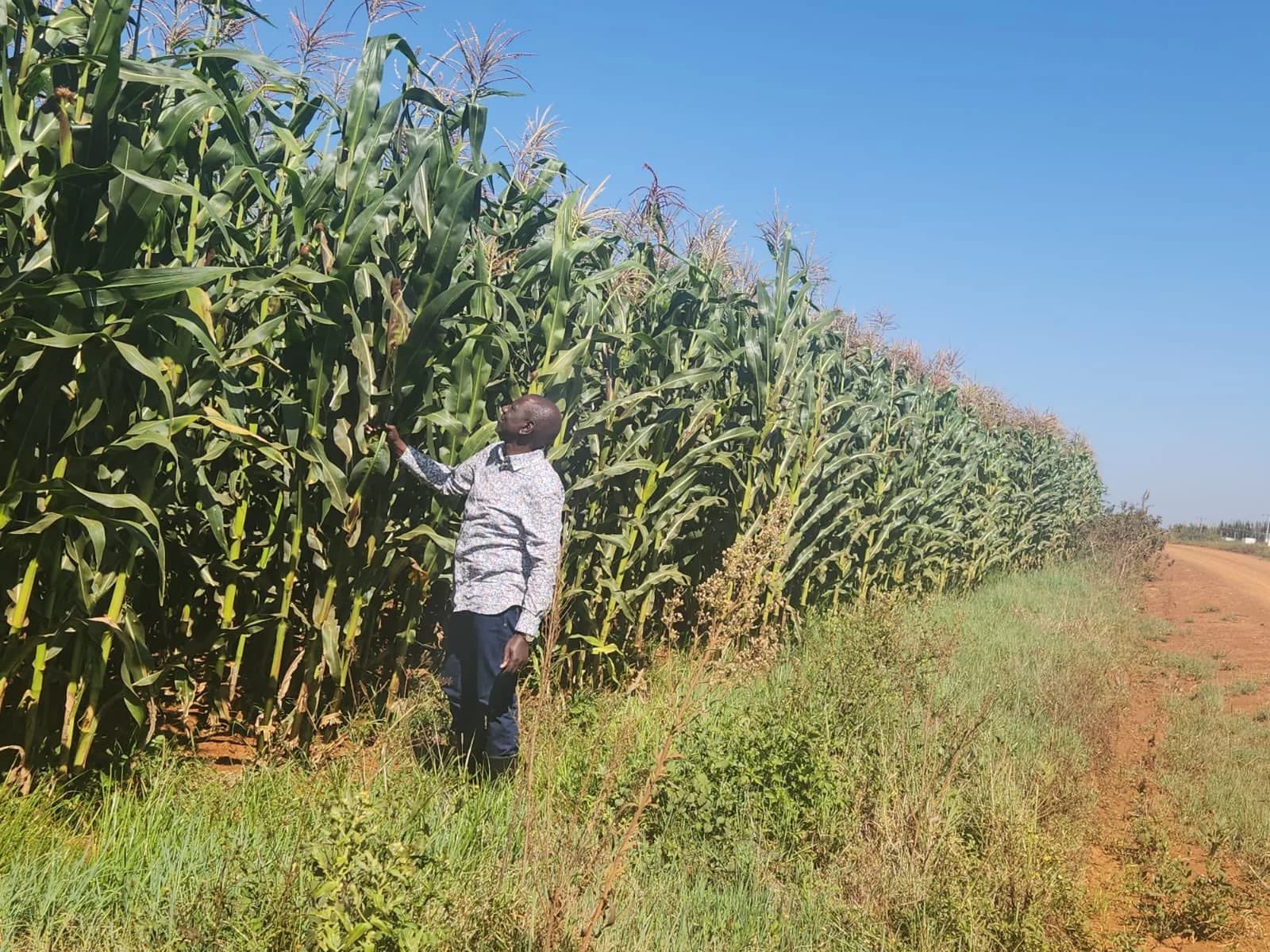 Maize Farming in Kenya: How Govt Has Helped Kenyans Get Better Yields